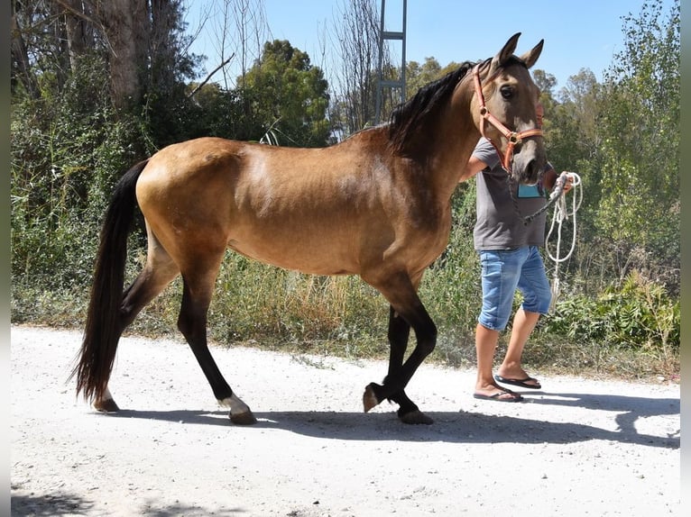 PRE Giumenta 8 Anni 156 cm Falbo in Provinz Malaga