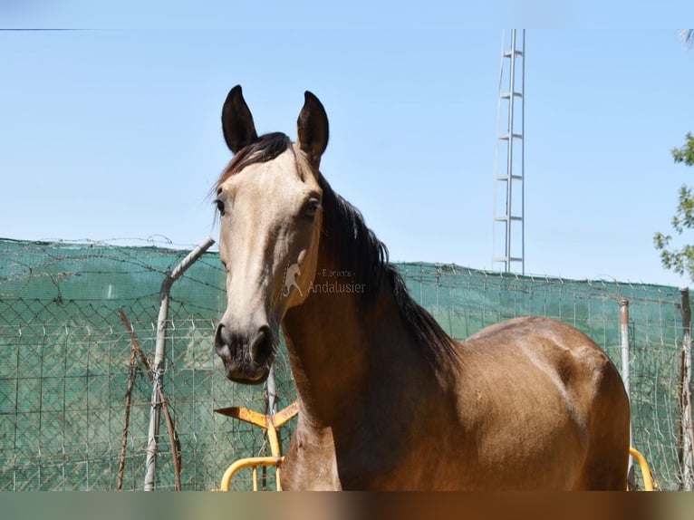 PRE Giumenta 8 Anni 156 cm Falbo in Provinz Malaga