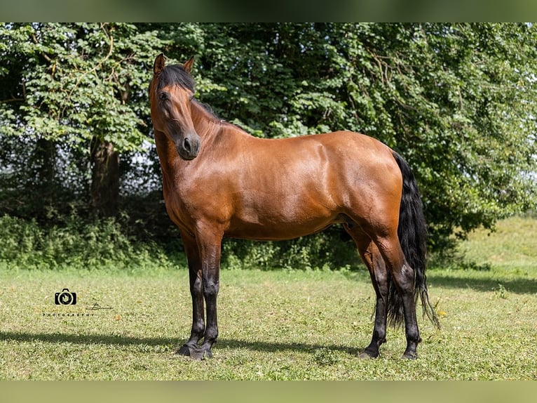 PRE Mix Giumenta 8 Anni 157 cm Baio in Taufkirchen (Vils)