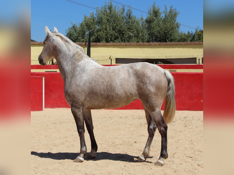 PRE Mix Giumenta 8 Anni 157 cm Grigio in Rafelguaraf