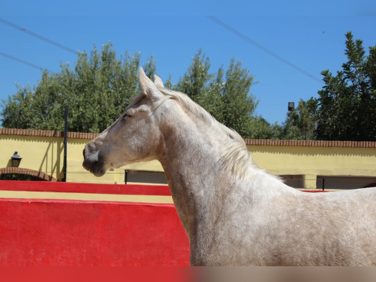 PRE Mix Giumenta 8 Anni 157 cm Grigio in Rafelguaraf