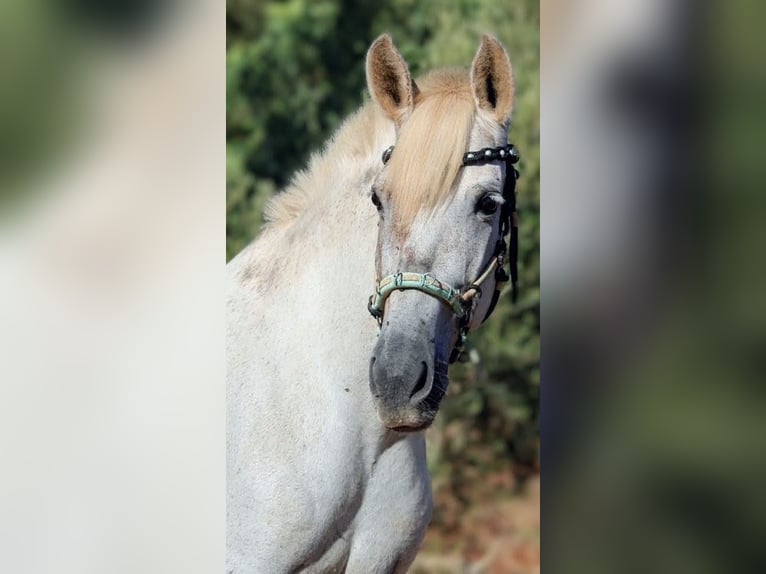 PRE Mix Giumenta 8 Anni 158 cm Grigio in Valencia