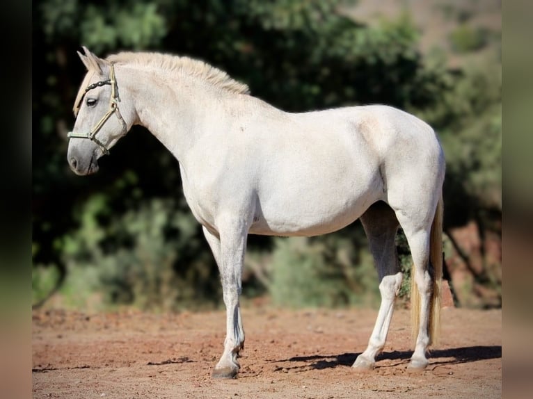 PRE Mix Giumenta 8 Anni 158 cm Grigio in Valencia