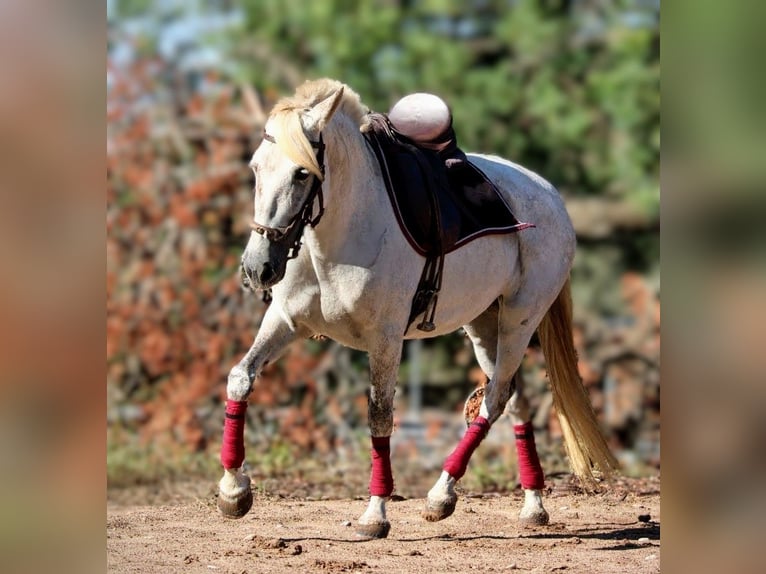 PRE Mix Giumenta 8 Anni 158 cm Grigio in Valencia