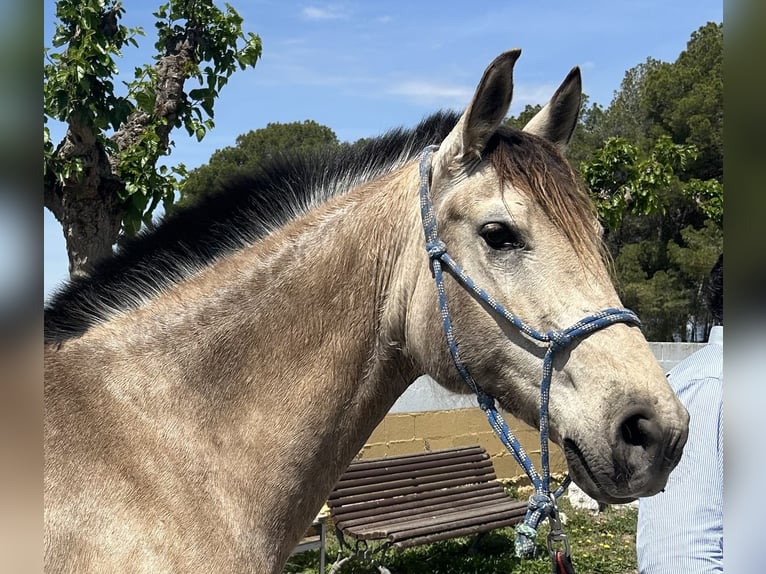 PRE Giumenta 8 Anni 160 cm Falbo in Barcelona