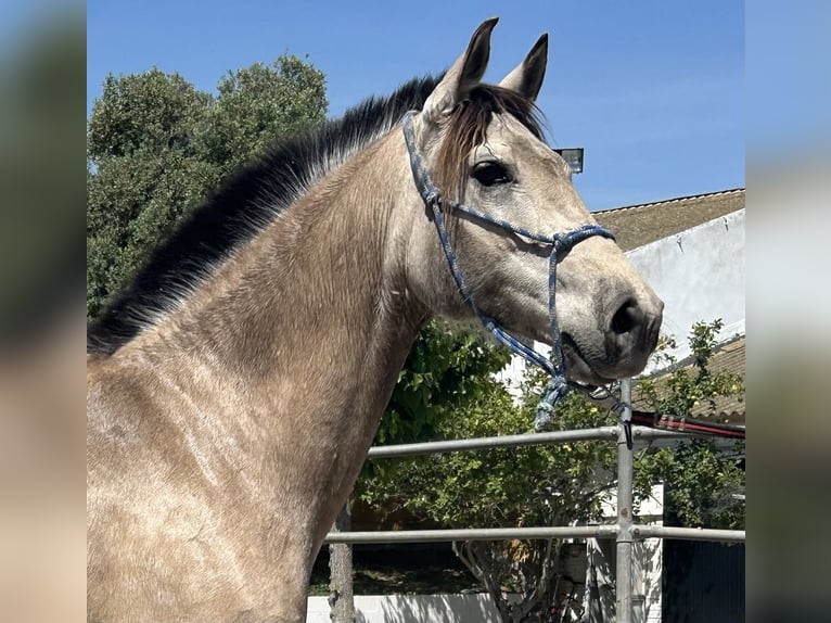 PRE Giumenta 8 Anni 160 cm Falbo in Barcelona