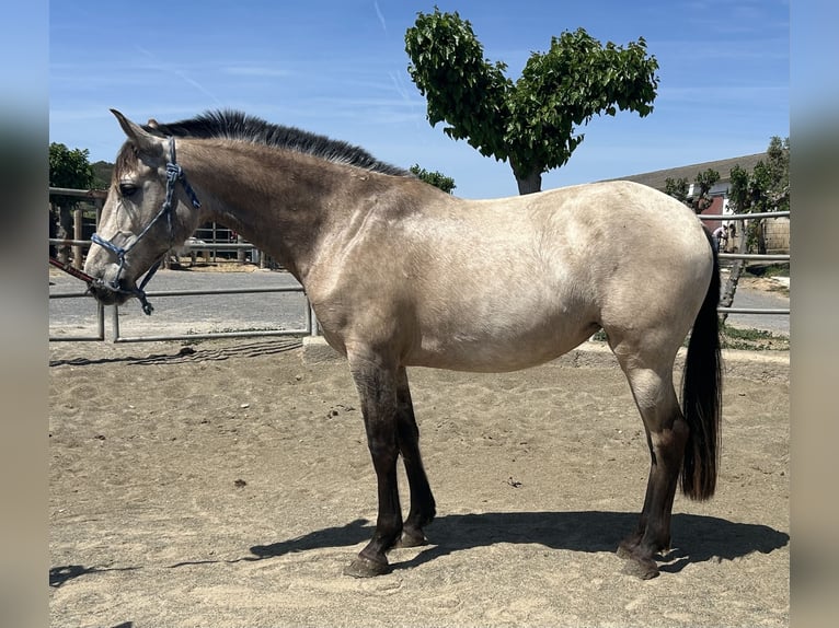 PRE Giumenta 8 Anni 160 cm Falbo in Barcelona