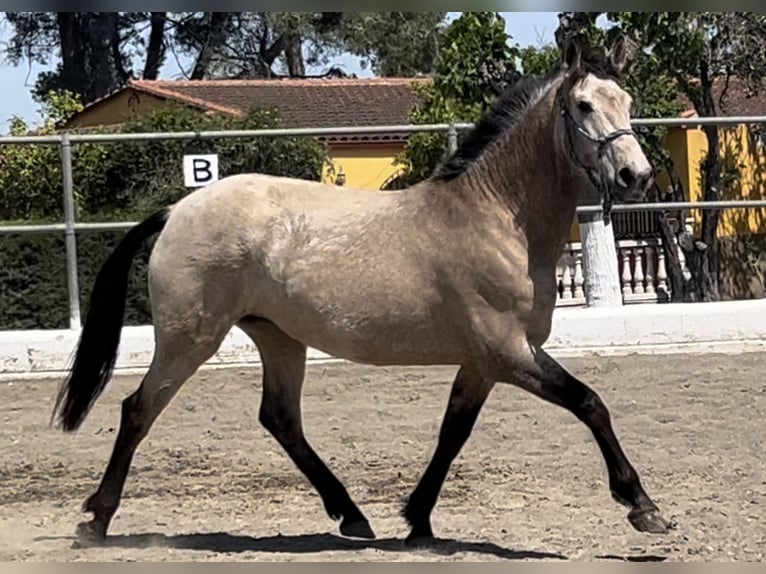 PRE Giumenta 8 Anni 160 cm Falbo in Barcelona