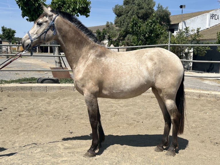 PRE Giumenta 8 Anni 160 cm Falbo in Barcelona