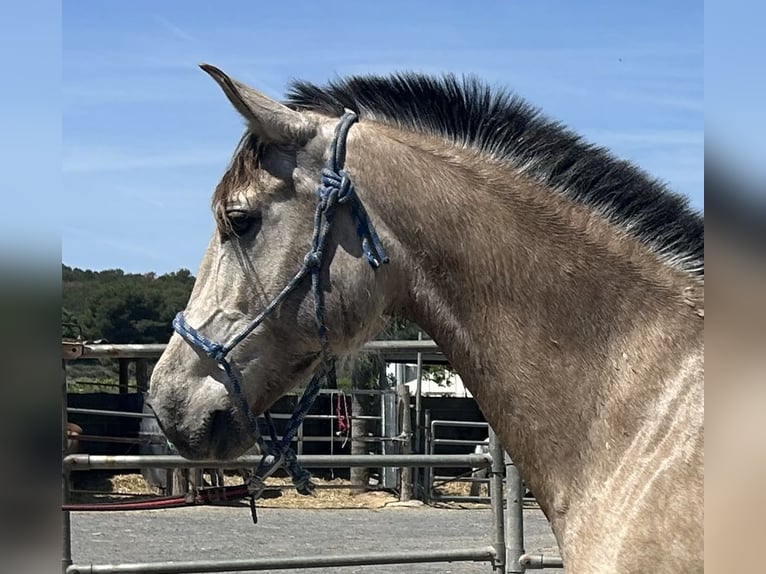 PRE Giumenta 8 Anni 160 cm Falbo in Barcelona