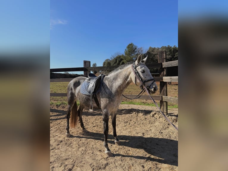 PRE Mix Giumenta 8 Anni 160 cm Grigio in Pins, Els (Banyoles)