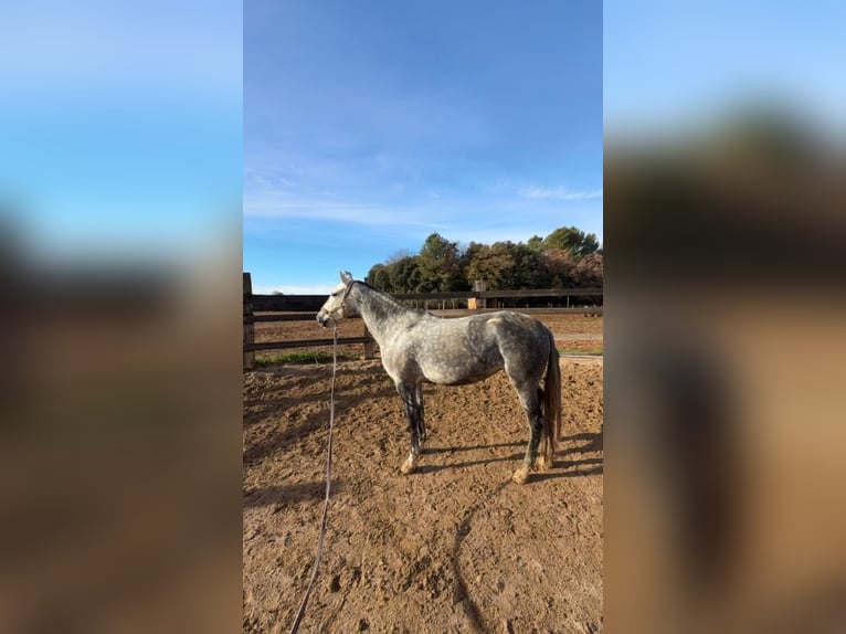 PRE Mix Giumenta 8 Anni 160 cm Grigio in Pins, Els (Banyoles)