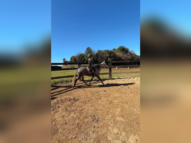 PRE Mix Giumenta 8 Anni 160 cm Grigio in Pins, Els (Banyoles)