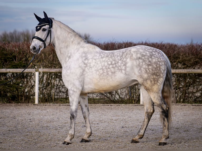 PRE Mix Giumenta 8 Anni 160 cm Grigio in Neustadt (Wied)