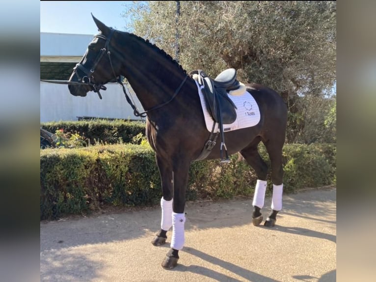 PRE Mix Giumenta 8 Anni 160 cm Morello in Sevilla