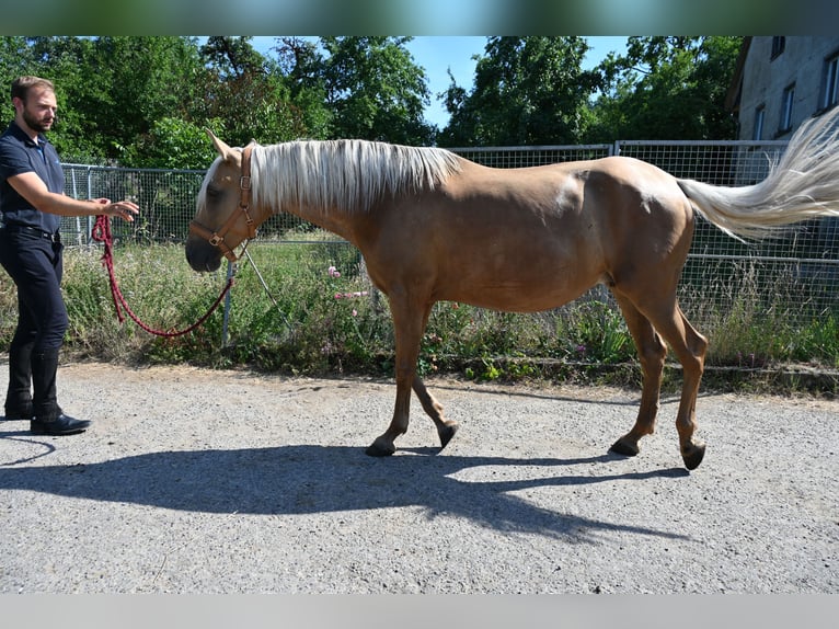PRE Mix Giumenta 8 Anni 162 cm Perlino in Klettgau