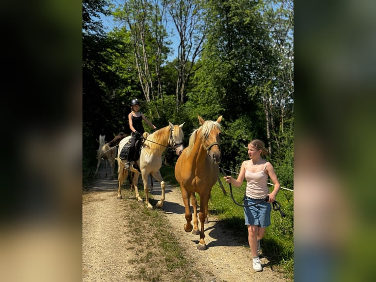 PRE Mix Giumenta 8 Anni 162 cm Perlino in Klettgau
