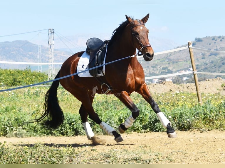 PRE Mix Giumenta 8 Anni 163 cm Baio in Provinz Malaga