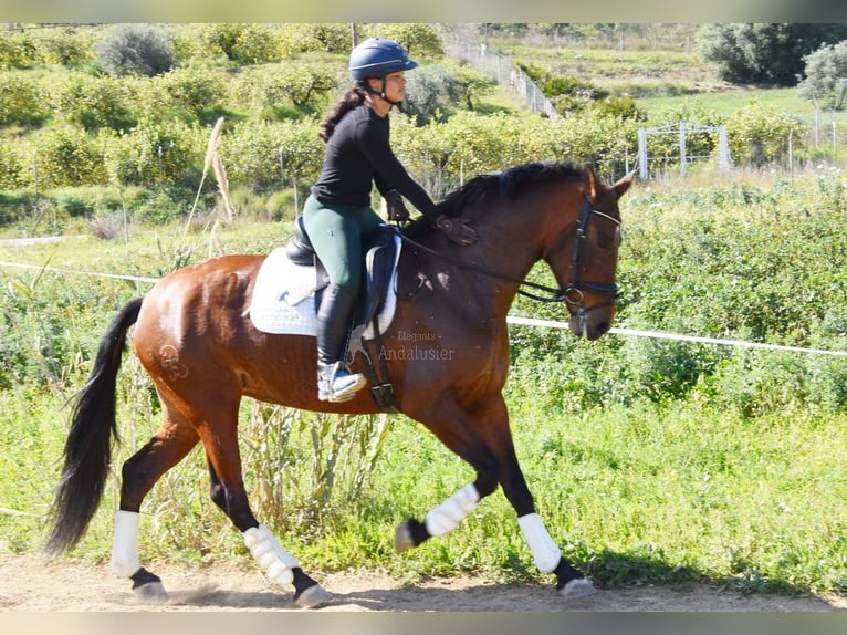 PRE Mix Giumenta 8 Anni 163 cm Baio in Provinz Malaga