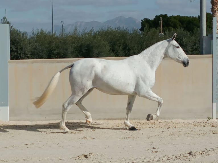 PRE Giumenta 8 Anni 163 cm Grigio in Alicante/Alacant