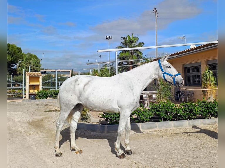 PRE Giumenta 8 Anni 163 cm Grigio in Alicante/Alacant