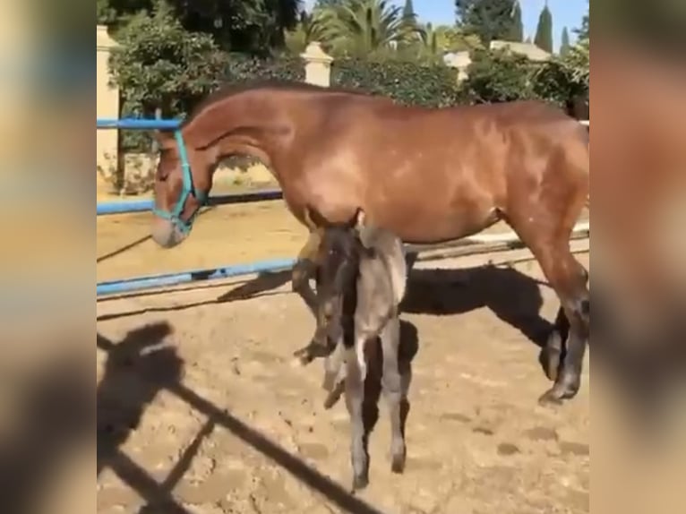 PRE Giumenta 8 Anni 165 cm Baio ciliegia in Fuentes De Andalucia