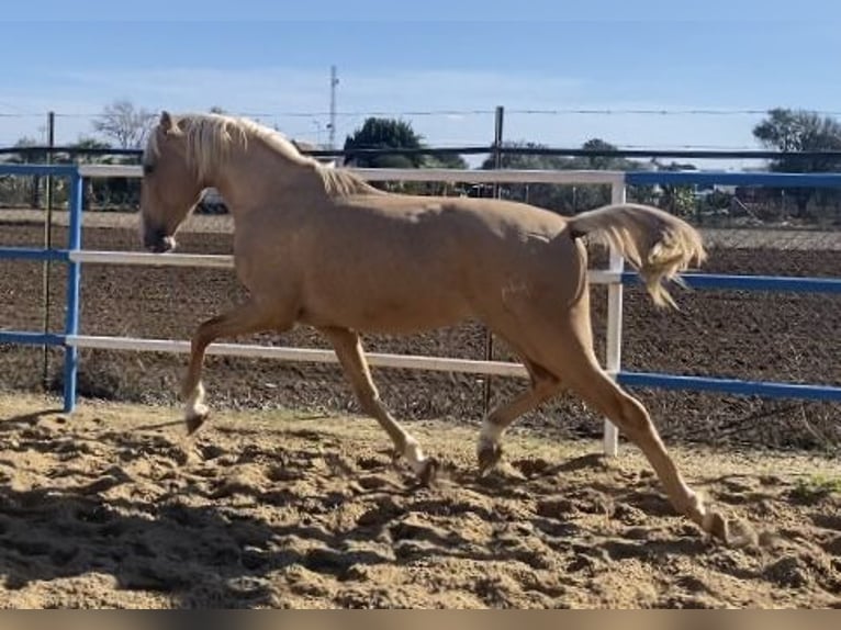 PRE Giumenta 8 Anni 165 cm Baio ciliegia in Fuentes De Andalucia