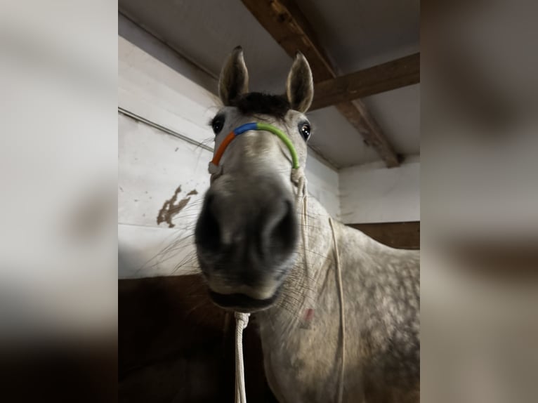 PRE Mix Giumenta 8 Anni 165 cm Grigio trotinato in Tännesberg