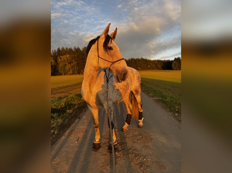 PRE Mix Giumenta 8 Anni 165 cm Grigio trotinato in Tännesberg