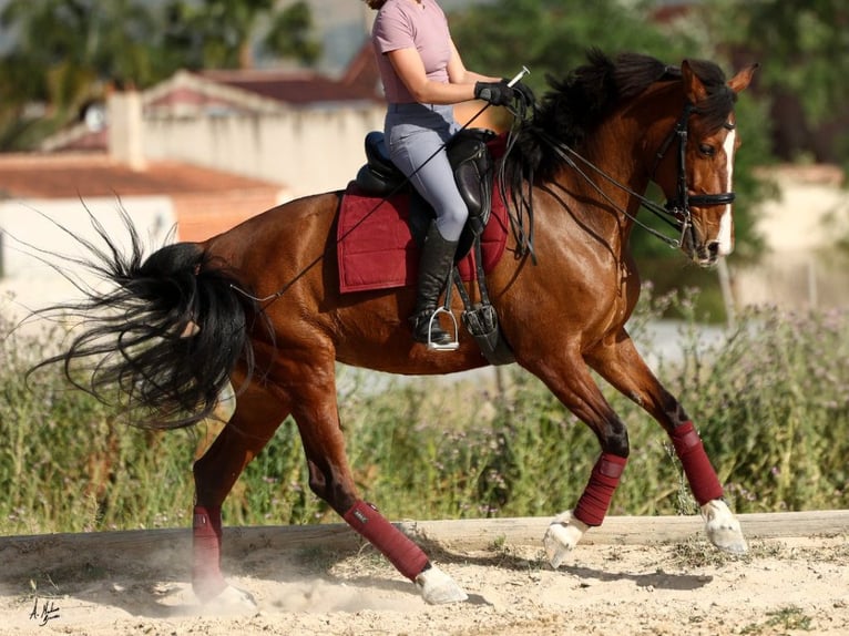 PRE Mix Giumenta 8 Anni 168 cm Baio in Navas Del Madroño