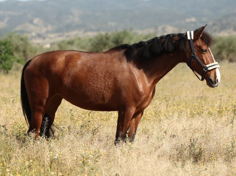 PRE Mix Giumenta 8 Anni 168 cm Baio in Navas Del Madroño