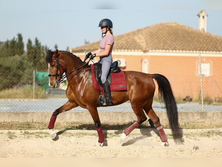 PRE Mix Giumenta 8 Anni 168 cm Baio in Sangonera la Seca