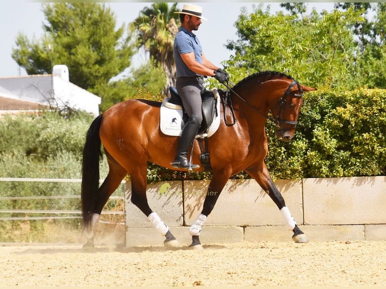PRE Giumenta 8 Anni 168 cm Baio in Provinz Malaga