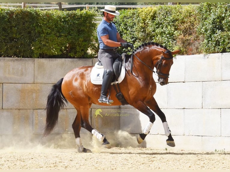 PRE Giumenta 8 Anni 168 cm Baio in Provinz Malaga