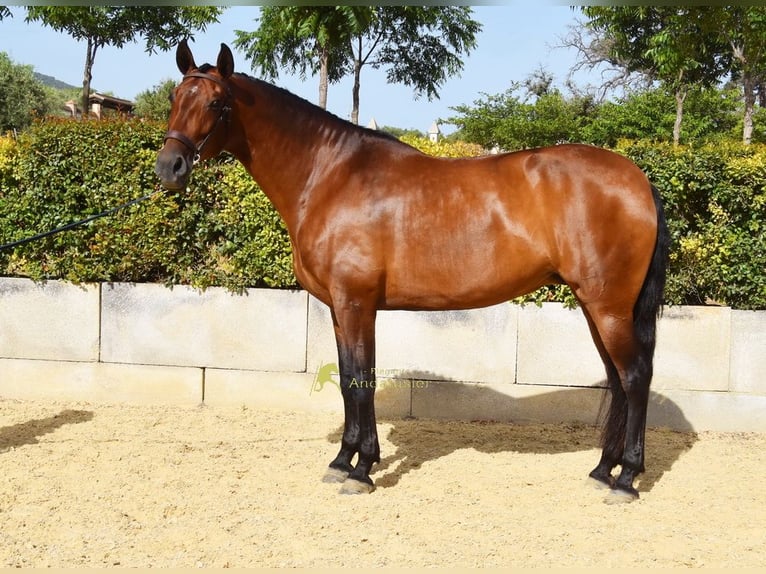 PRE Giumenta 8 Anni 168 cm Baio in Provinz Malaga