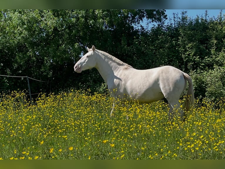 PRE Giumenta 8 Anni 170 cm Perlino in Tours