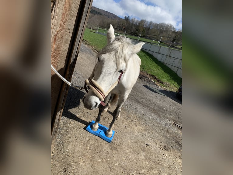 PRE Mix Giumenta 8 Anni 175 cm Grigio in Rötz