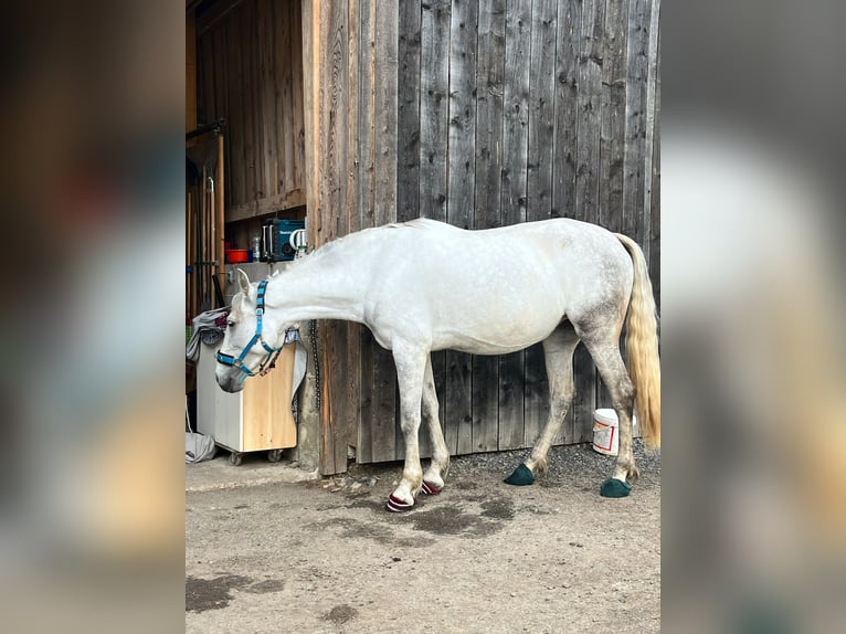 PRE Mix Giumenta 8 Anni 175 cm Grigio in Rötz