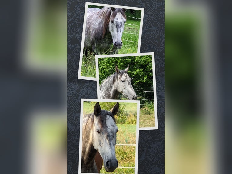 PRE Mix Giumenta 8 Anni Grigio pezzato in Haßfurt