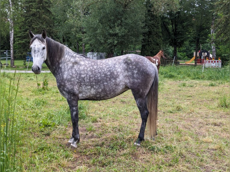 PRE Mix Giumenta 8 Anni Grigio pezzato in Haßfurt