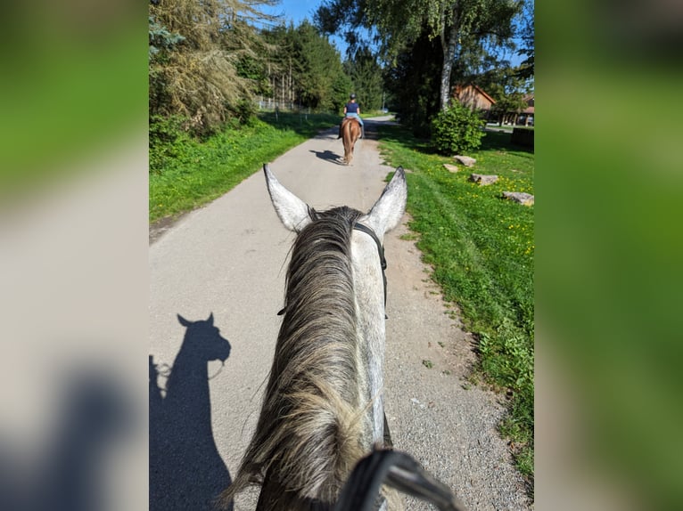 PRE Mix Giumenta 8 Anni Grigio pezzato in Haßfurt