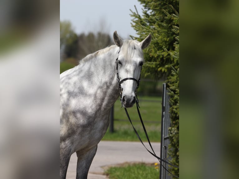 PRE Giumenta 9 Anni 154 cm  in Laichingen Suppingen