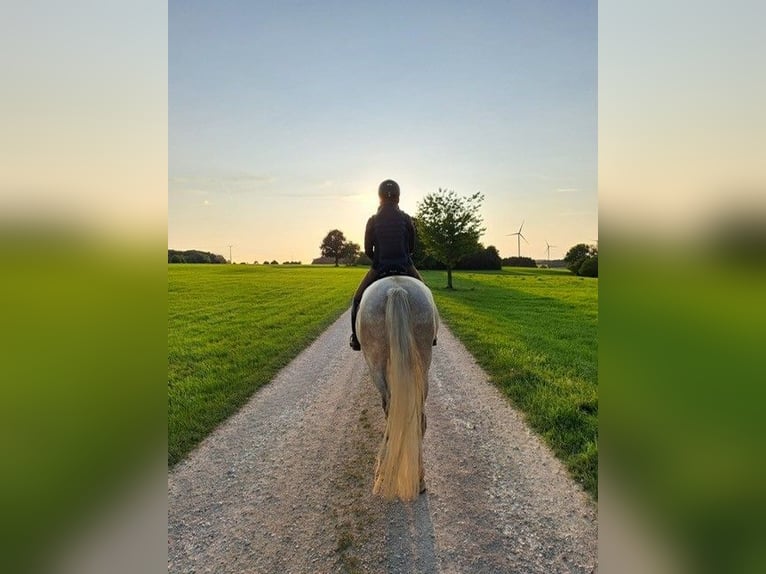 PRE Giumenta 9 Anni 154 cm  in Laichingen Suppingen