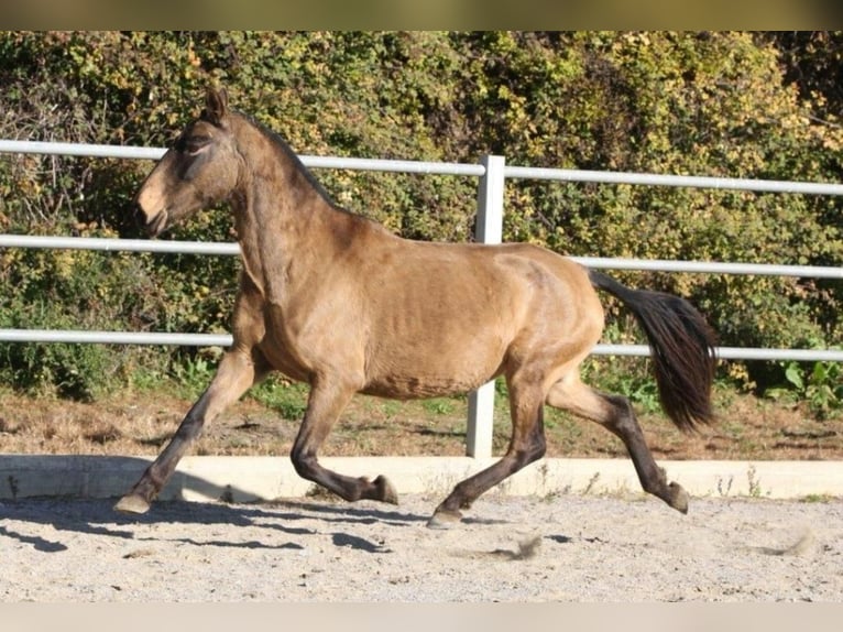 PRE Giumenta 9 Anni 155 cm in Colonia Rosal, La (Berga)