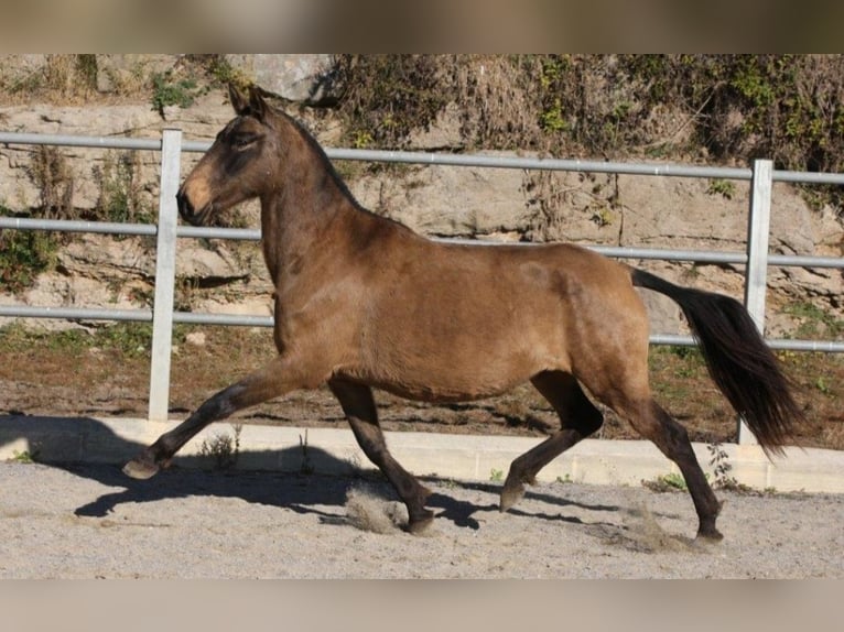 PRE Mix Giumenta 9 Anni 155 cm Pelle di daino in Colonia Rosal, La (Berga)