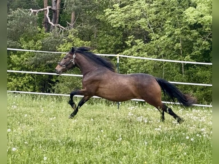 PRE Giumenta 9 Anni 156 cm Baio scuro in Leinburg