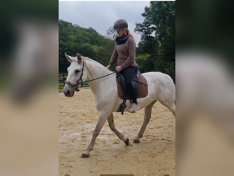 PRE Mix Giumenta 9 Anni 157 cm Grigio in Hümmel PRE Mix Giumenta 9 Anni 157 cm Grigio in Hümmel