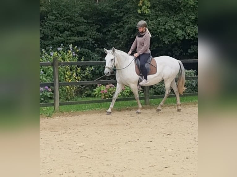 PRE Mix Giumenta 9 Anni 157 cm Grigio in Hümmel PRE Mix Giumenta 9 Anni 157 cm Grigio in Hümmel