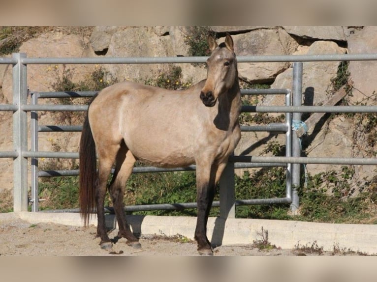 PRE Mix Giumenta 9 Anni 157 cm Pelle di daino in OLVAN