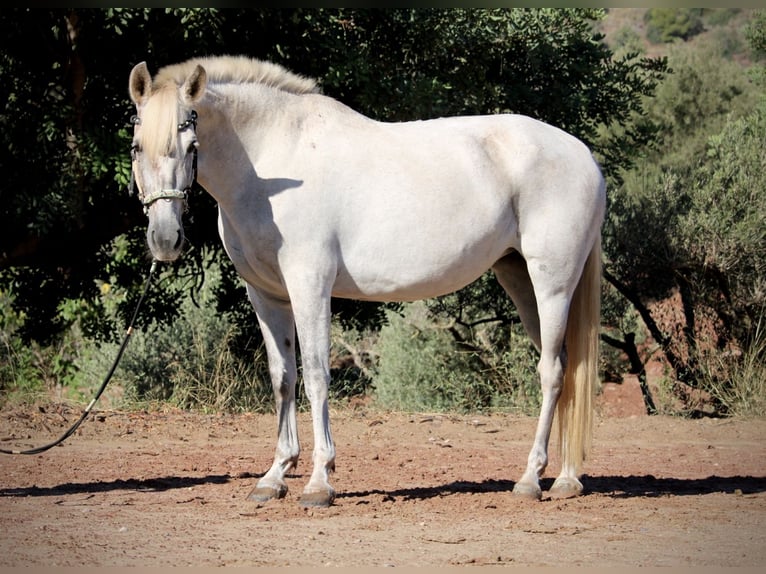 PRE Mix Giumenta 9 Anni 158 cm Grigio in Valencia